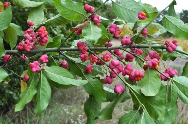 Doğada, Euonymus europaeus 'un dalında olgunlaşmış meyveler kutularla 