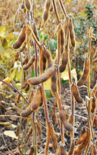 Farm Field Plant Soy Pods Ripen — Stock Photo, Image