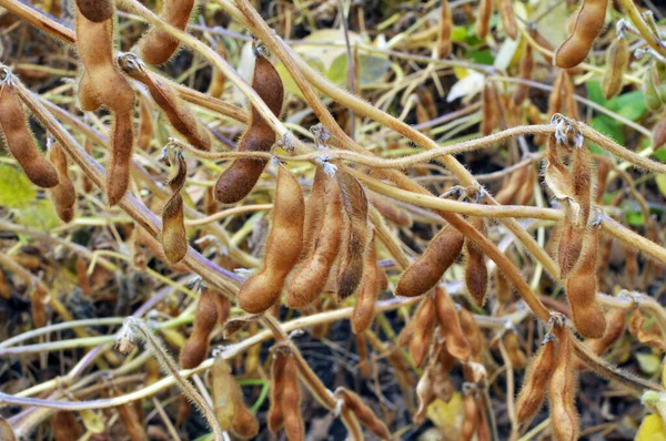 Campo Fazenda Uma Planta Vagens Soja Amadurecem — Fotografia de Stock