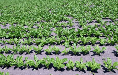 Baharda, çiftçinin tarlasında şeker pancarı büyür.