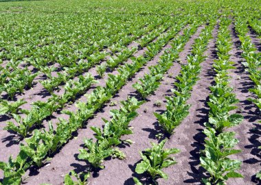 Baharda, çiftçinin tarlasında şeker pancarı büyür.