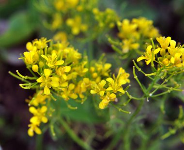 Yaban turpu ormanı (Rorippa sylvestris) vahşi doğada yetişir. 