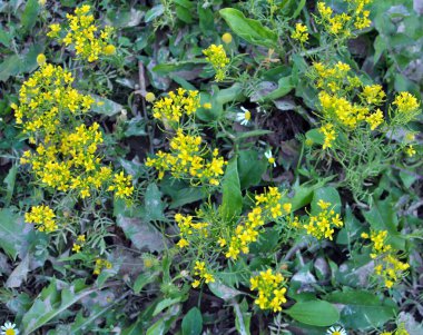 Yaban turpu ormanı (Rorippa sylvestris) vahşi doğada yetişir. 
