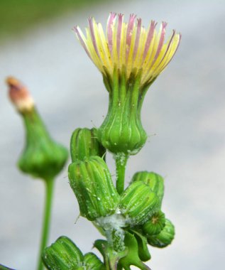 Kaba sarı devedikeni (Sonchus asper) vahşi doğada yetişir..