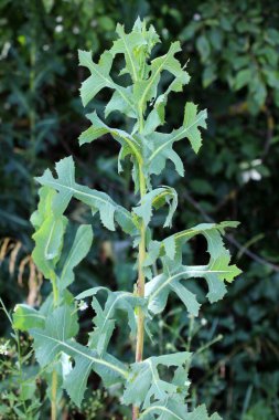 Yazın doğada yetişir Lactuca serriola