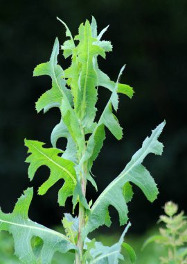 Yazın doğada yetişir Lactuca serriola