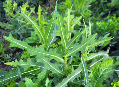 Yazın doğada yetişir Lactuca serriola