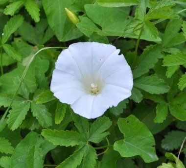 Bitki tohumu Calystegia sepiumu vahşi doğada yetişir.
