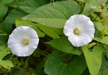 Bitki tohumu Calystegia sepiumu vahşi doğada yetişir.