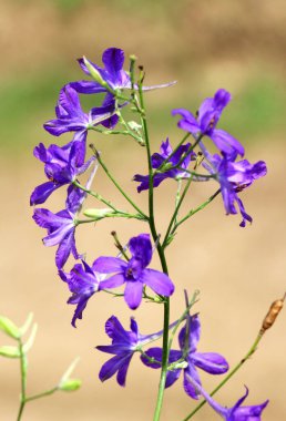 Consolida regalis tarlada ekinlerin arasında çiçek açıyor.