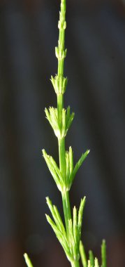At kuyruğu tarlası (Equisetum arvense) vahşi doğada yetişir..