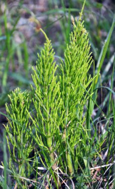 At kuyruğu tarlası (Equisetum arvense) vahşi doğada yetişir..