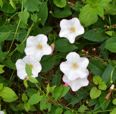 Konvolvulus arvensis tarlada büyür ve çiçek açar.
