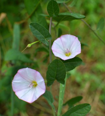 Konvolvulus arvensis tarlada büyür ve çiçek açar.