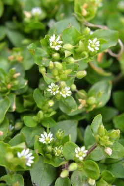 İlkbaharda Stellaria medyası doğada büyüyor.
