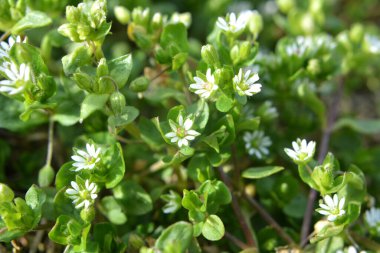 İlkbaharda Stellaria medyası doğada büyüyor.