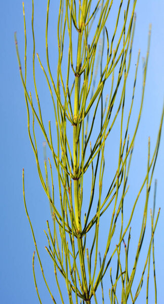 Horsetail field (Equisetum arvense) grows in the wild.