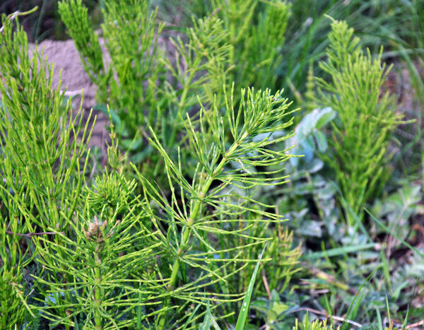 Horsetail field (Equisetum arvense) grows in the wild.