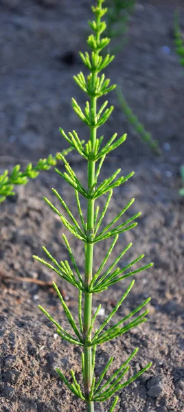 At kuyruğu tarlası (Equisetum arvense) vahşi doğada yetişir..