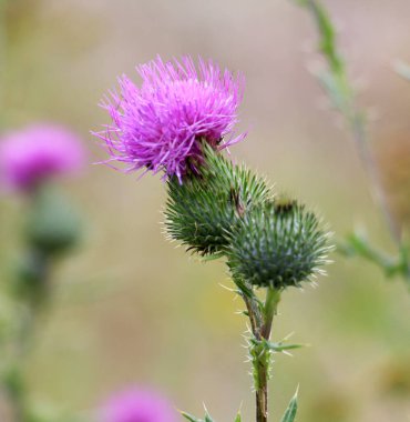 Bir yabani ot olan devedikeni (Cirsium vulgare) doğada yetişir.