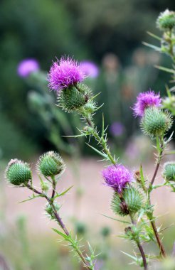 Bir yabani ot olan devedikeni (Cirsium vulgare) doğada yetişir.