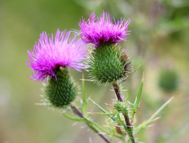 Bir yabani ot olan devedikeni (Cirsium vulgare) doğada yetişir.