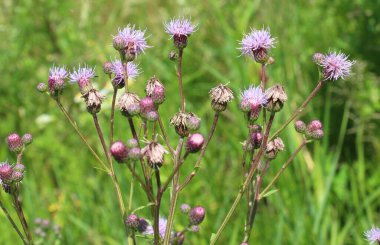 Vahşi doğadaki otların arasında büyüyen ve açan devedikeni tarlası (Cirsium arvense)