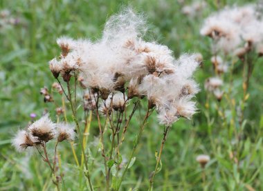 Tarlada, tüylü, pembe bir devedikeni (Cirsium arvense) tohum kabuğu