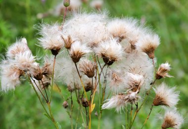 Tarlada, tüylü, pembe bir devedikeni (Cirsium arvense) tohum kabuğu