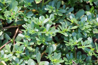 Doğada, toprakta, bir yabani ot gibi purslane yetişir (Portulaca oleracea)