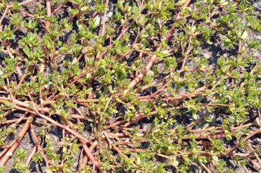 Doğada, toprakta, bir yabani ot gibi purslane yetişir (Portulaca oleracea)