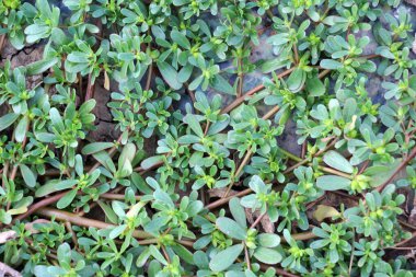 Doğada, toprakta, bir yabani ot gibi purslane yetişir (Portulaca oleracea)