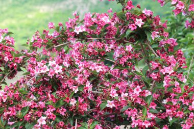 Bahçede beyaz ve pembe çiçekli Weigela çiçek açar..