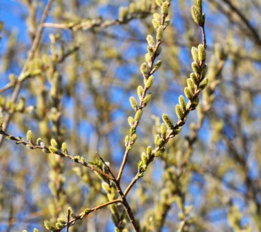 İlkbaharda, söğüt ağacı (salya) doğada çiçek açar.