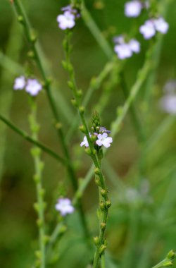 İlaç bitkisi Verbena officinalis vahşi doğada yetişir.