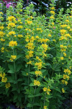 Sarı lysimachia çiçekleri yazın doğada açar.