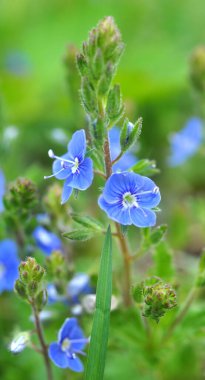 Baharda, Veronica Chamaedrys vahşi doğada çiçek açar.