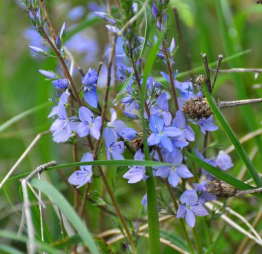 İlkbaharda, Veronica otların arasında vahşi doğada çiçek açar.