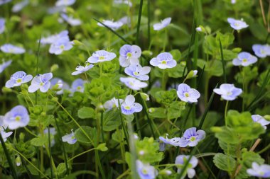 Baharda, Veronica filizlenir vahşi doğada