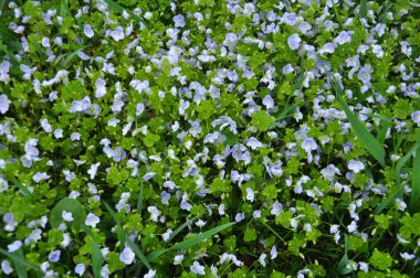 Baharda, Veronica filizlenir vahşi doğada