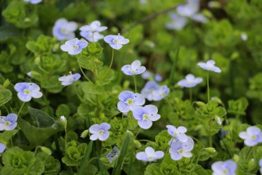 Baharda, Veronica filizlenir vahşi doğada