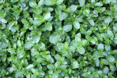 Veronica beccabunga from the plantain family grows in the wil