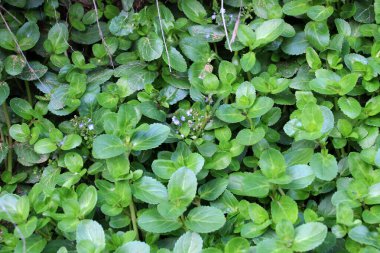 Veronica beccabunga from the plantain family grows in the wil