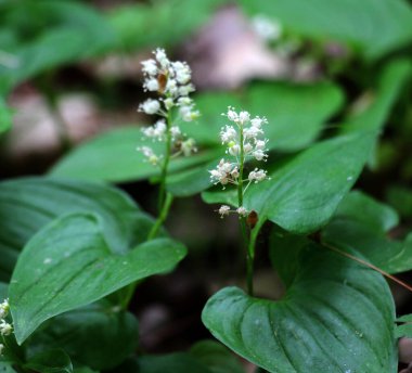 Maianthemum bifolium ilkbaharda ormanda açar.