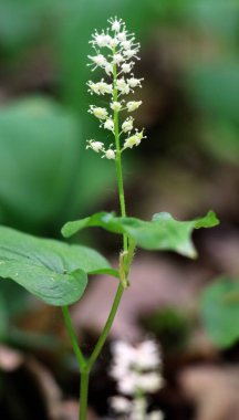 Maianthemum bifolium ilkbaharda ormanda açar.