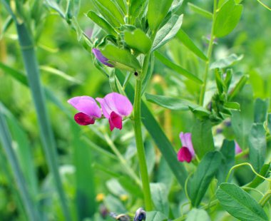Vetch tohumu (Vicia sativa) bir tarlada yetişir.