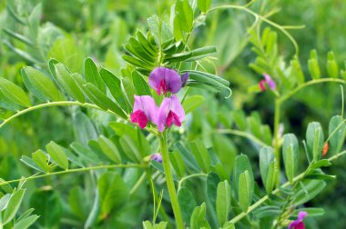 Vetch tohumu (Vicia sativa) bir tarlada yetişir.