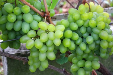 Bir salkın üzüm çalının dalıüzerinde olgunlaşır.