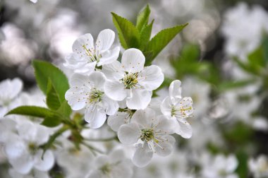 Baharda, kiraz beyazlar içinde çiçek açar.