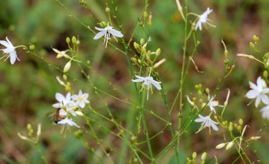 Anthericum ramosum yazın vahşi doğada açar.